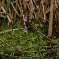 Utricularia graminifolia Vahl